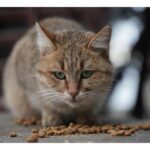 Choisir la Litière Idéale pour Votre Chat