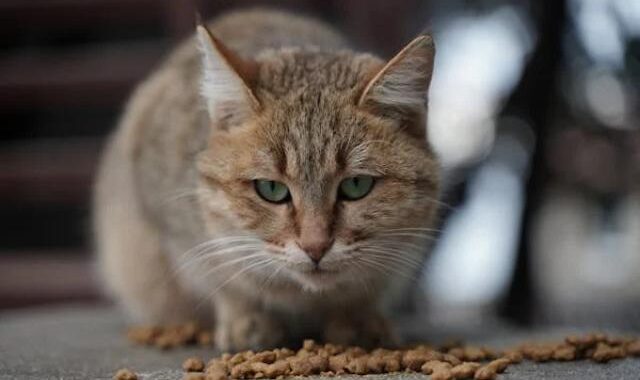 Choisir la Litière Idéale pour Votre Chat