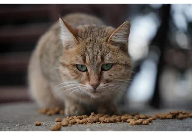 Choisir la Litière Idéale pour Votre Chat