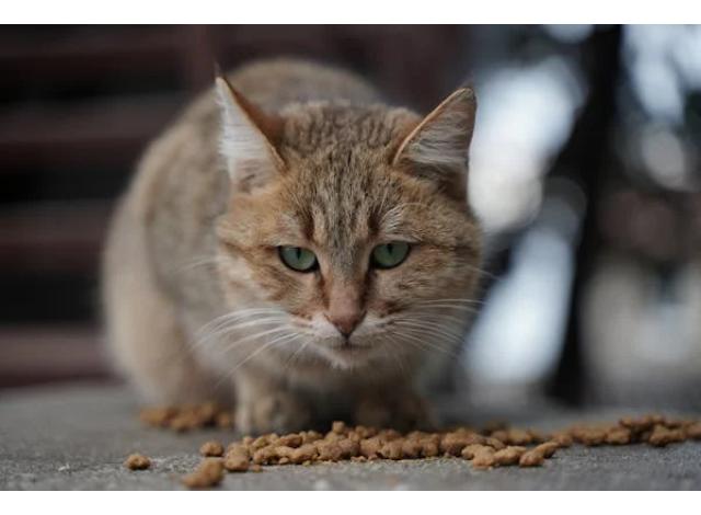 Choisir la Litière Idéale pour Votre Chat